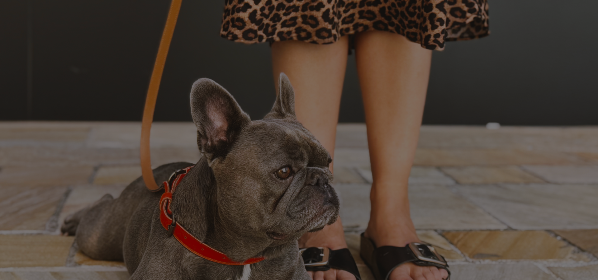 Eleganza a quattro zampe