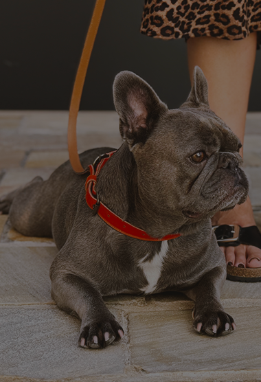 Eleganza a quattro zampe